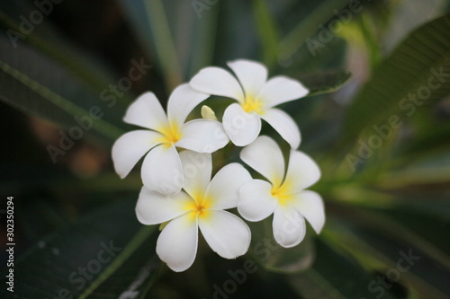 white frangipani flower