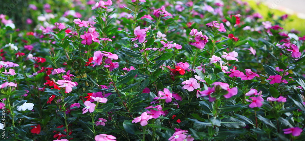 Purple flowers on a green background