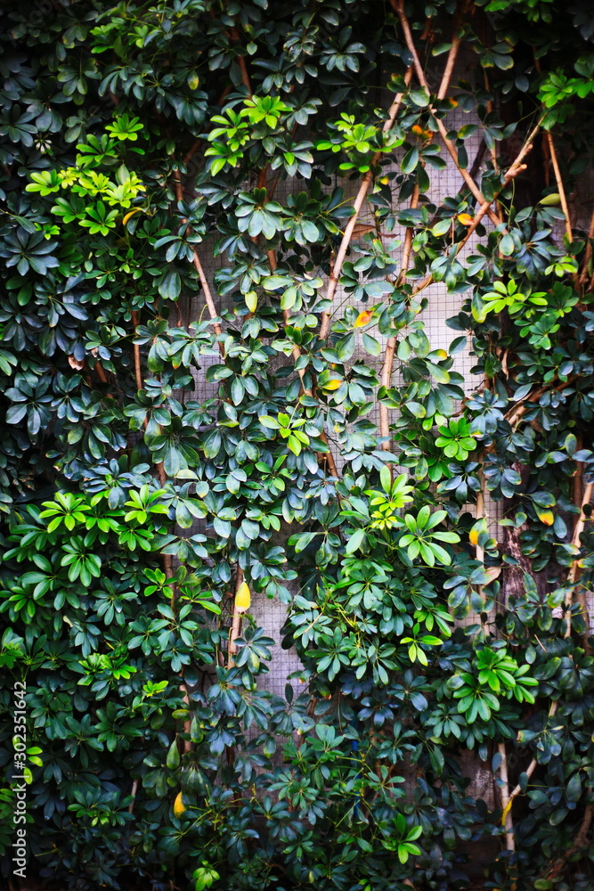 Fototapeta premium ivy on the wall
