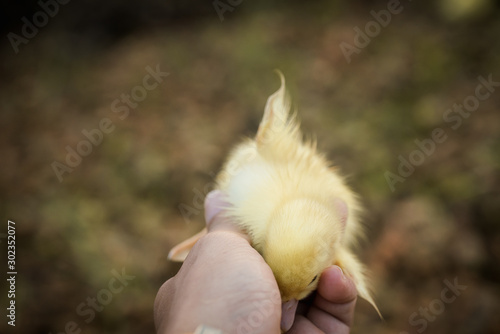 The cuteness of the yellow ducks walking on the grass