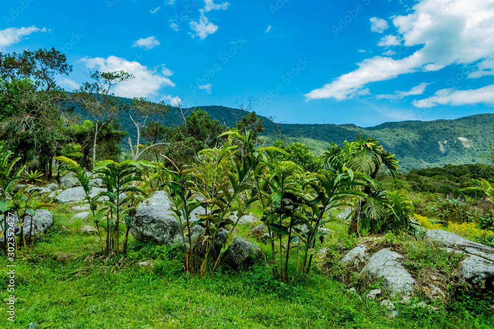 Ruta del Roble, Santander, Boyacá, Colombia Ruta del Roble, Santander, Boyacá, Colombia