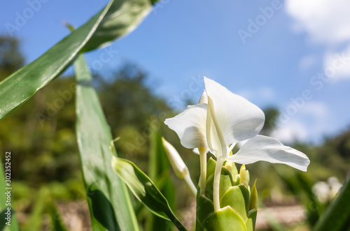 nature landscape of white butterfly ginger