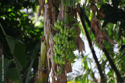 banana tree in thailand