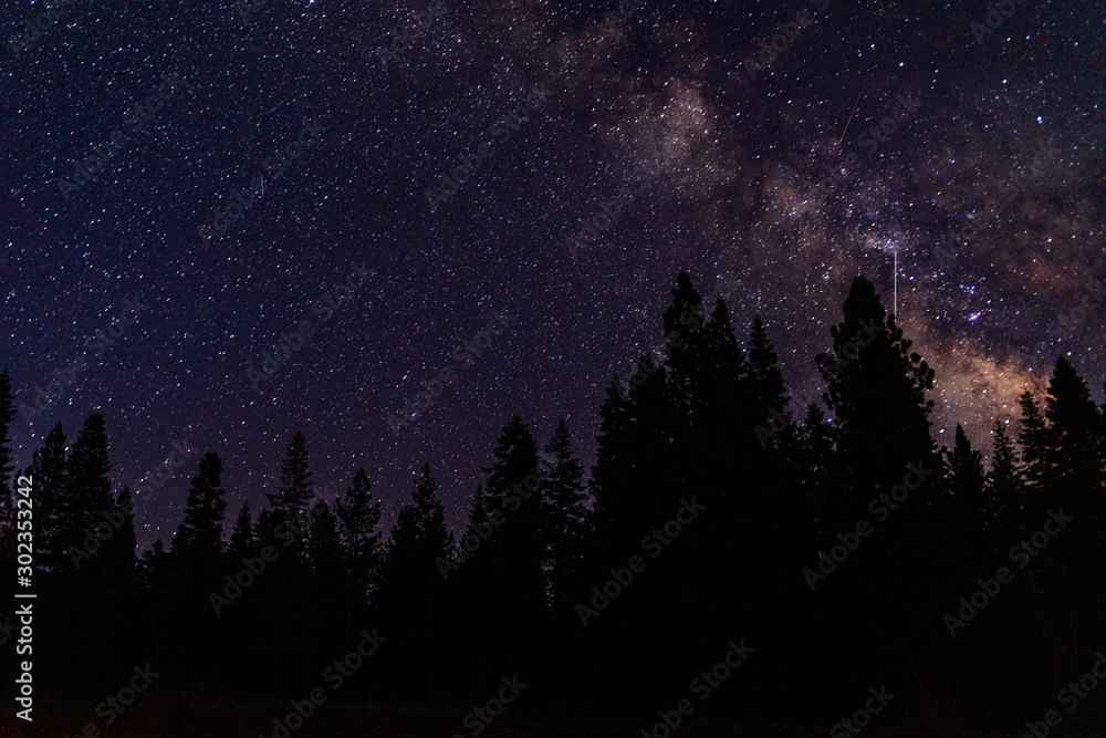 Milky Way Galaxy in Night Sky, In the Forest
