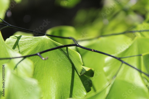 suplir plants (adiantum tenerum spikes) with shiny black little stems very beautiful photo