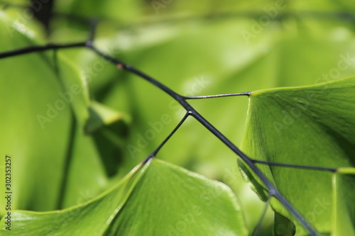 suplir plants (adiantum tenerum spikes) with shiny black little stems very beautiful photo