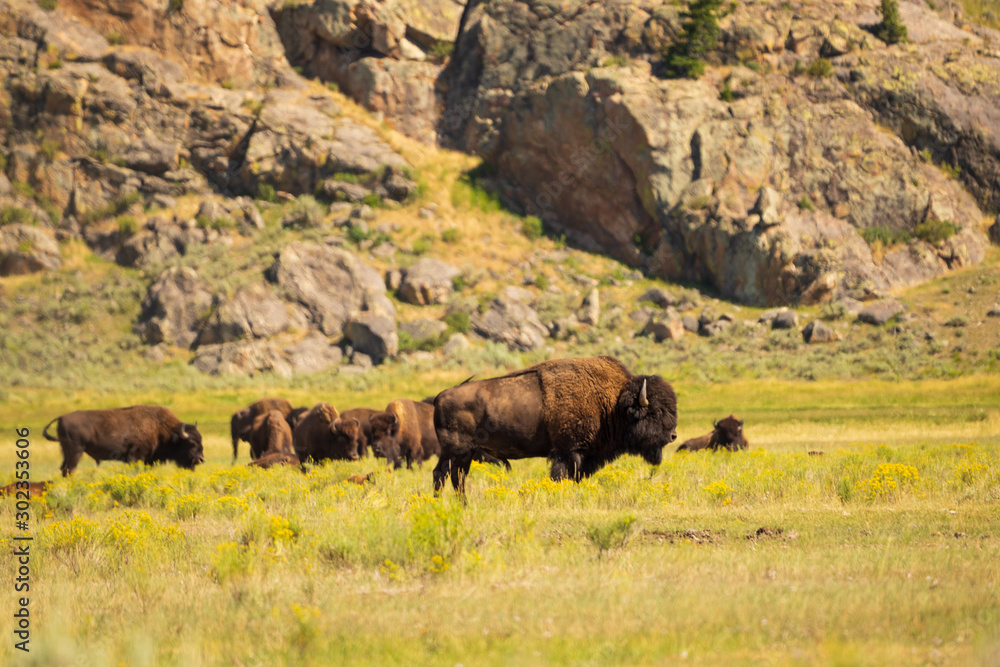Bison, American bison, buffalo in Yellowstone