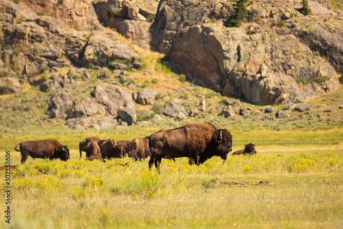 Fototapeta Naklejka Na Ścianę i Meble -  Bison, American bison, buffalo in Yellowstone