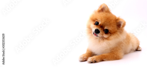 cute pomeranian dog on white background in studio with copy space.