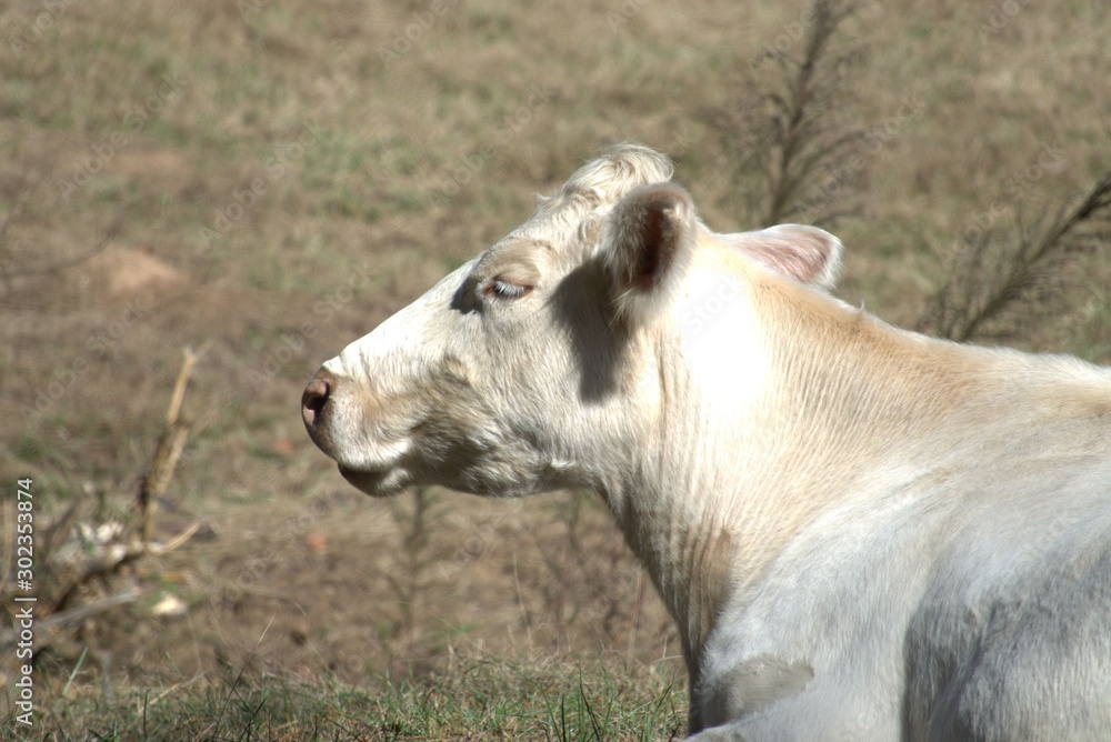 Fototapeta premium cow in field