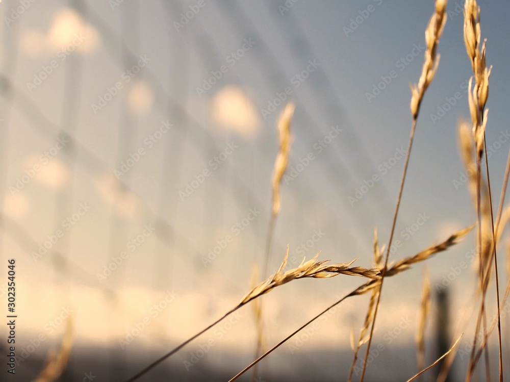 Fototapeta premium grass on a background of blue sky