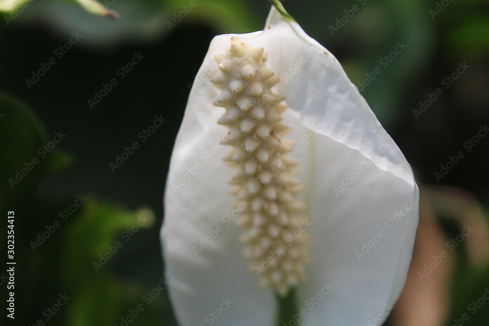 White anthurium pistil has a beautiful texture White anthurium pistil has a beautiful texture