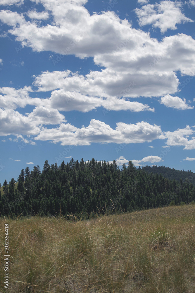 Scenic meadow in the forest under cloudy sky