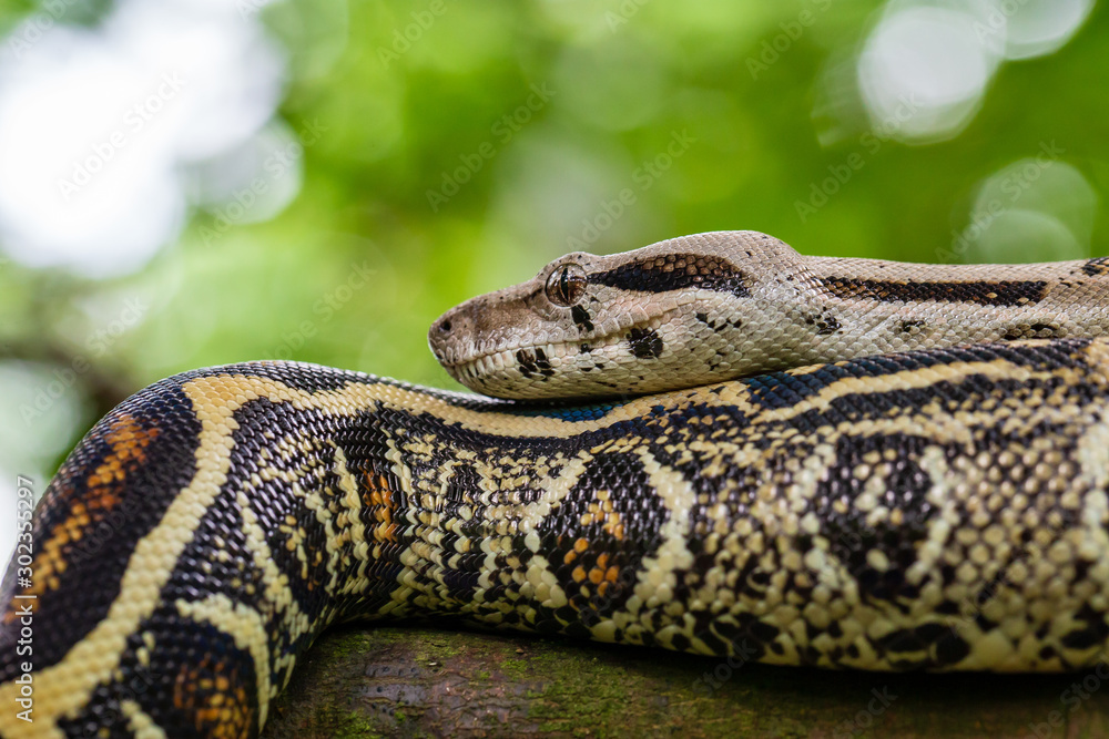 Phyton / Sanca Snake Phyton / Sanca Snake