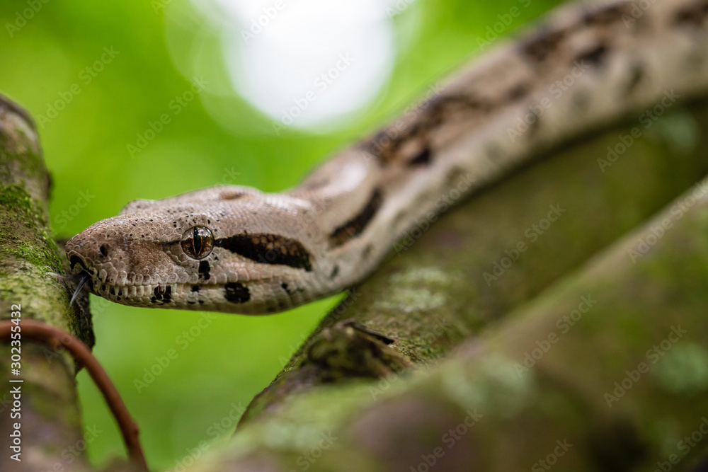 Obraz premium Phyton / Sanca Snake