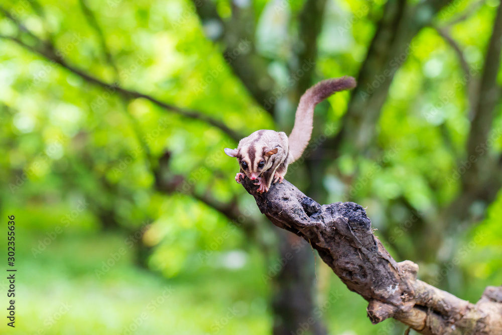 Sugar Gliders in Indonesia