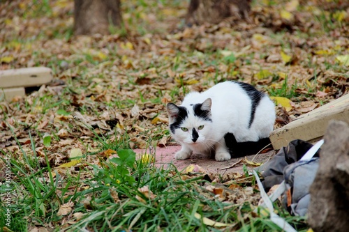 white with black spots cat in autumn day on green the grass among yellow of leaves and debris. pollution of the planet, the concept of animals living in garbage