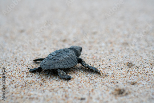 Release Young Sea Turtle © Anom Harya