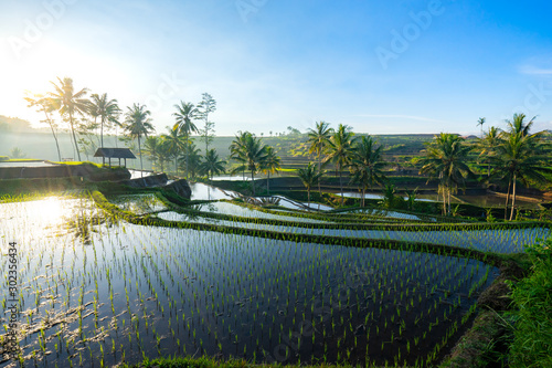 Paddy Field Terrace in the Morning