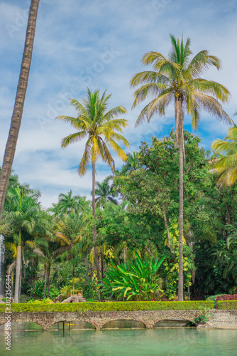 palmera