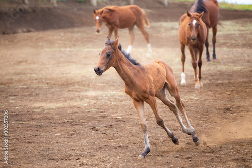 Fototapeta Naklejka Na Ścianę i Meble -  Brown Horse(s) in the ranch