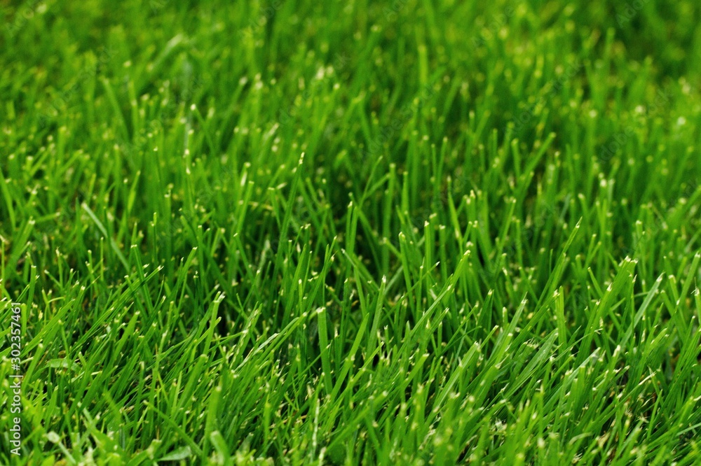 Grass. Grass.