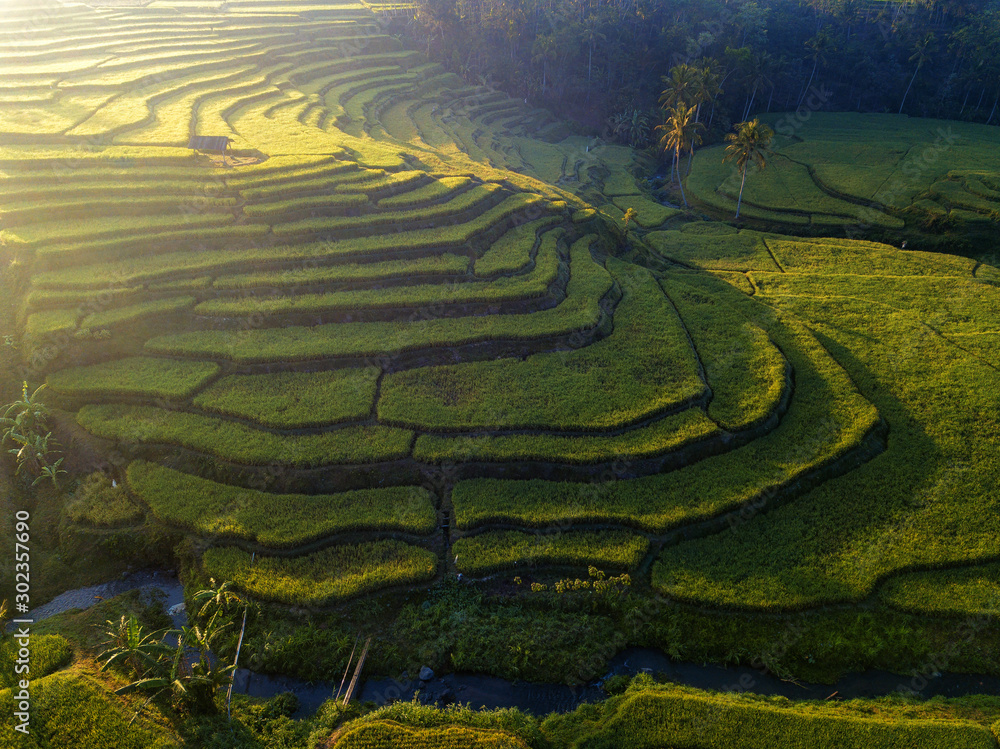 Aerial photo of rice terrace field in Indonesia which was taken in the morning / afternoon and dawn / dusk