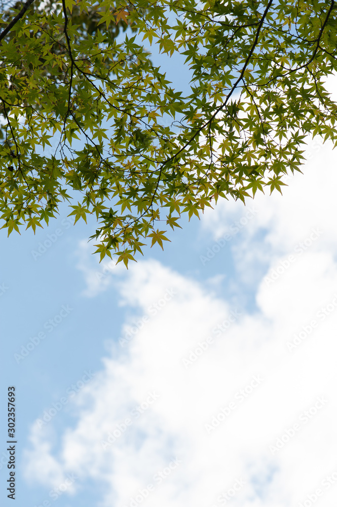 Fototapeta premium Tree and Sky