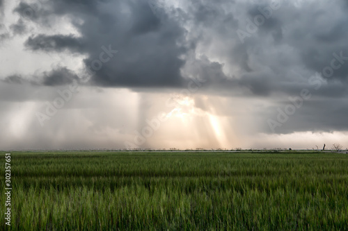 Cloudy sky over a green marsh