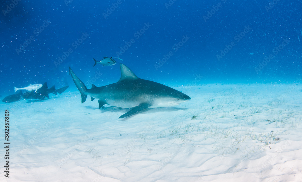 Fototapeta premium Bull shark at the Bahamas