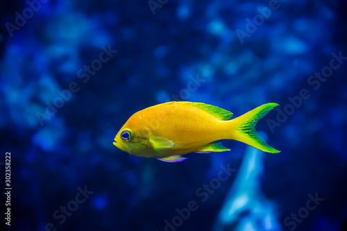 Yellow tropical fish in the ocean