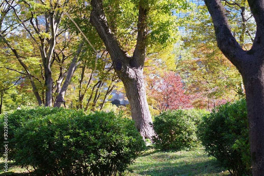 Fototapeta premium 日比谷公園の風景