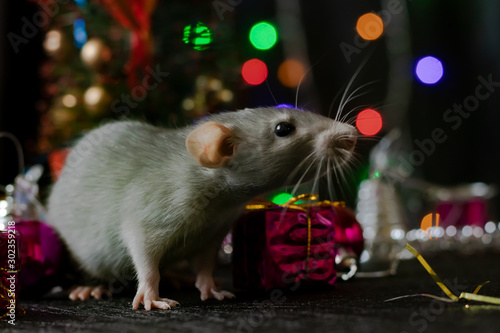 Christmas rat Symbol of the new year 2020. Year of the rat. Chinese New Year 2020. Christmas toys  bokeh