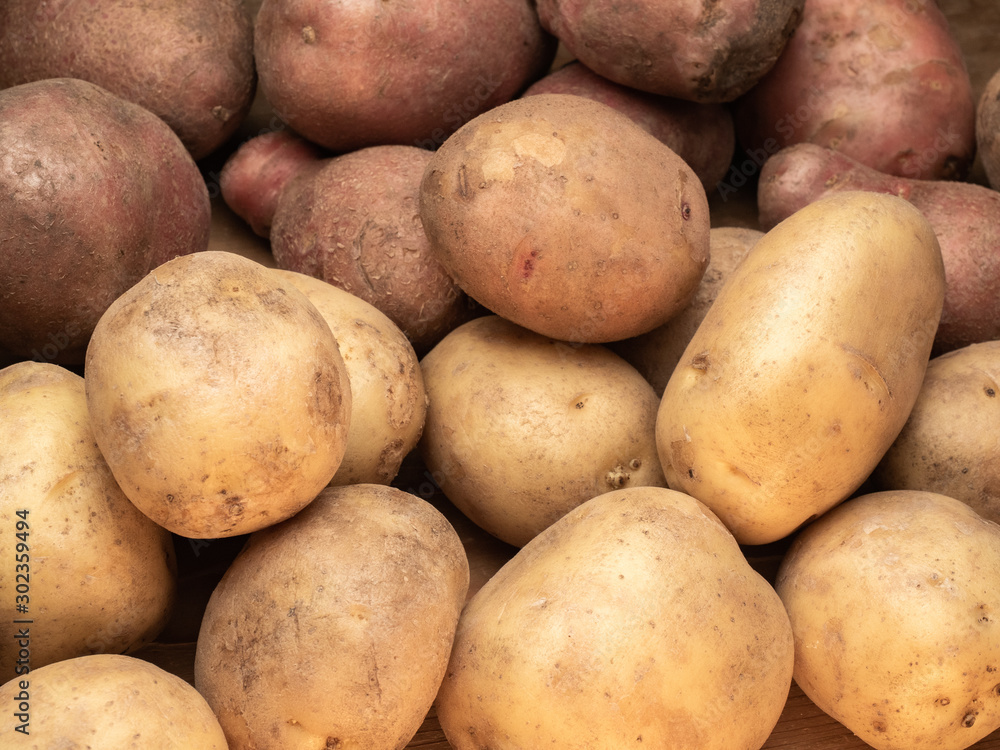 Rustic potatoes. Vegetables from farmhouse field is lying in bulk Rustic potatoes. Vegetables from farmhouse field is lying in bulk