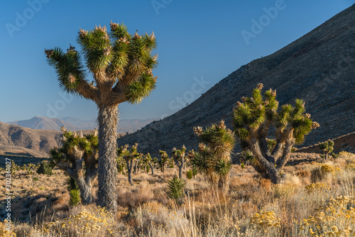 Joshua tree with seed pods. Yucca Brevifolia in bloom in desert. Death Valley National Park