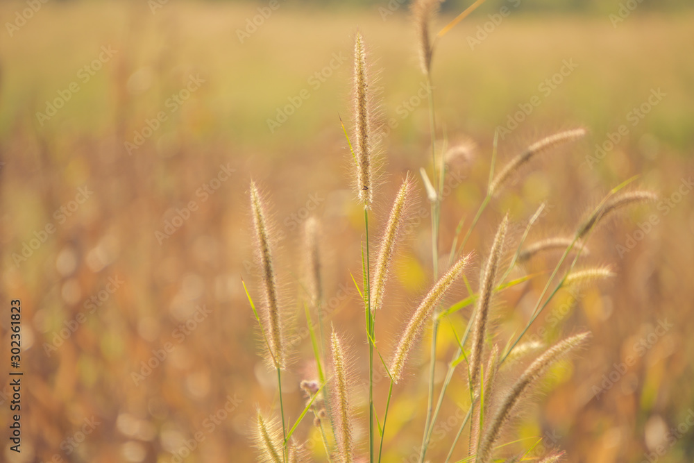 Obraz premium Grass flowers with morning sun, Natural background.