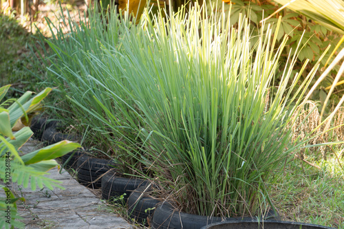 Lemongrass is planted in a pot made from old tires  a garden in the house.
