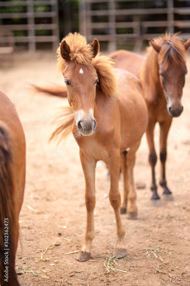 Fototapeta premium stylish hair horse