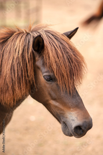 long hair horse