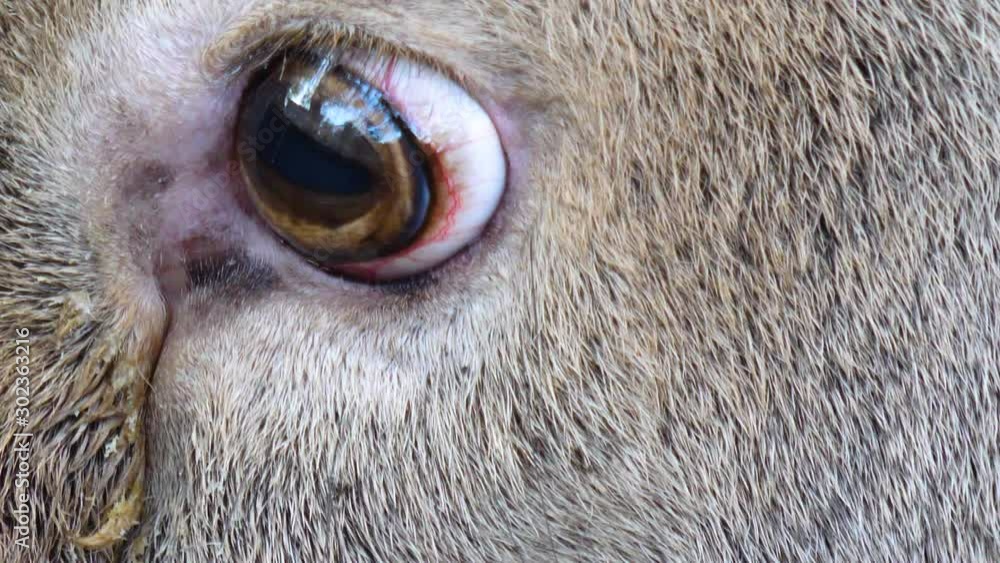 Close up of red deer eye in autumn looking around. Close up of red deer eye in autumn looking around.