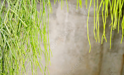 Foto Mistletoe Cactus, Rhipsalis quellebambensis Johns