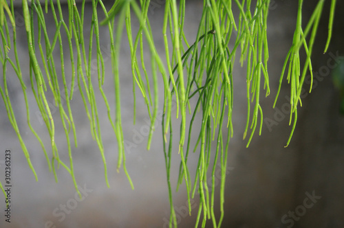 Фотография Mistletoe Cactus, Rhipsalis quellebambensis Johns