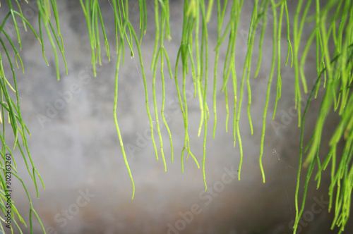 Foto Mistletoe Cactus, Rhipsalis quellebambensis Johns
