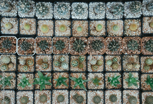 succulent cactus plant in pot decorating on desk