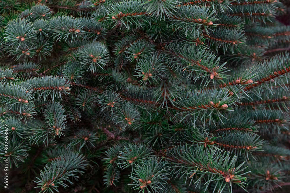 Texture of Christmas tree branches, frame of xmas green pine tree. Nature New Year concept.