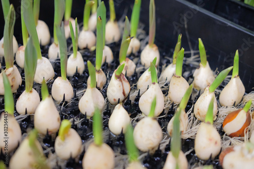 фотографія planting tulip flower blub seedling
