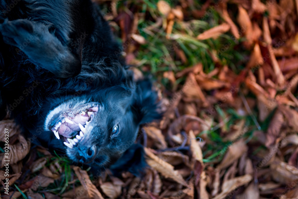 black labrador in autumn black labrador in autumn