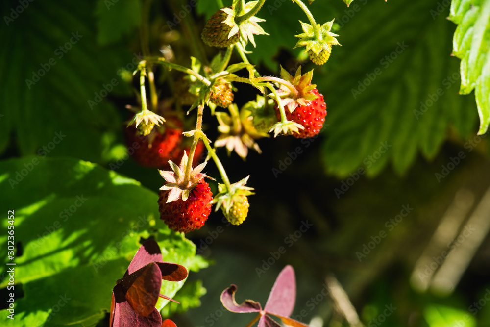 Red ripe wild strawberry on plant in the forest. Selective focus. Shallow depth of field. Red ripe wild strawberry on plant in the forest. Selective focus. Shallow depth of field.