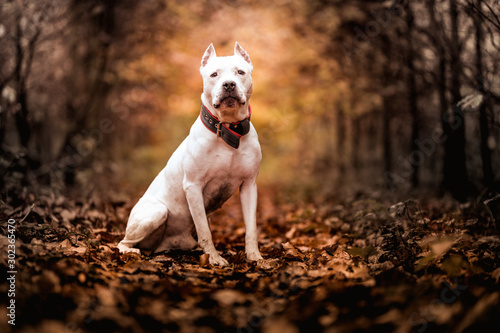 American pitbull terrier photo
