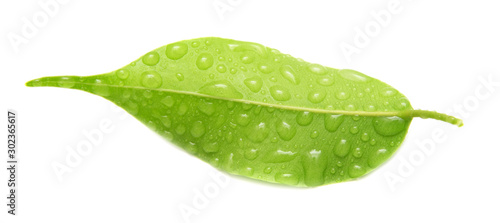 Green leaves with drops of water on a white background.